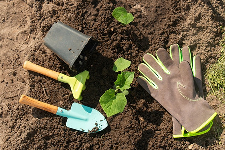 Огурцы в теплицу в апреле 2025 года: сорта, как посадить, благоприятные даты в календаре