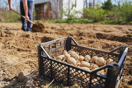 Посадка картофеля в апреле 2025 года: алгоритм расчета и лунный календарь благоприятных дней