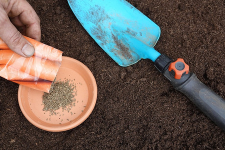 Посадка моркови в апреле 2025 года: благоприятные дни по лунному календарю и правила посева