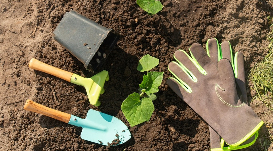 Огурцы в теплицу в апреле 2025 года: сорта, как посадить, благоприятные даты в календаре