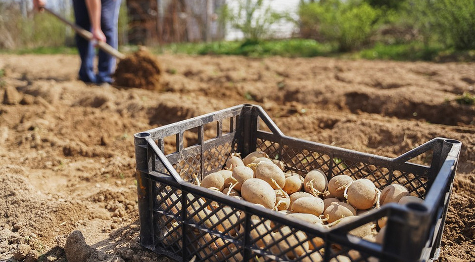 Посадка картофеля в апреле 2025 года: алгоритм расчета и лунный календарь благоприятных дней