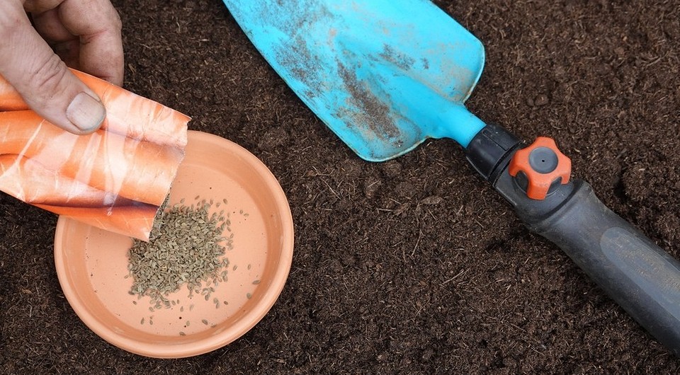 Посадка моркови в апреле 2025 года: благоприятные дни по лунному календарю и правила посева