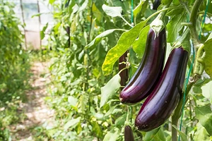 Лучшие сорта баклажанов для теплицы: 12 названий с описанием