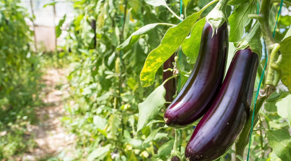 Лучшие сорта баклажанов для теплицы: 12 названий с описанием