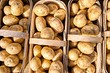 Благоприятные дни посадки картофеля в мае 2025 года: лунный календарь в таблице