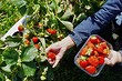 Что посадить после клубники: 7 хороших и 3 плохих последователя по правилам севооборота