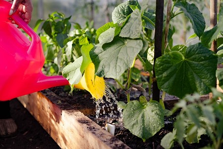 Как часто поливать огурцы в теплице: советы по разным фазам роста и правильному поливу