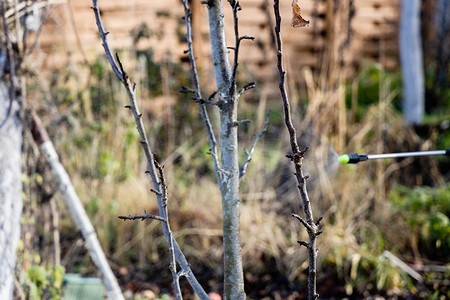 Медный купорос для обработки плодовых деревьев: советы по применению весной и осенью