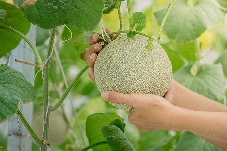 Как вырастить дыню в теплице: подбор сорта, советы по посадке и уходу в холодных регионах