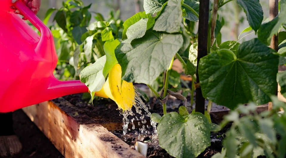 Как часто поливать огурцы в теплице: советы по разным фазам роста и правильному поливу