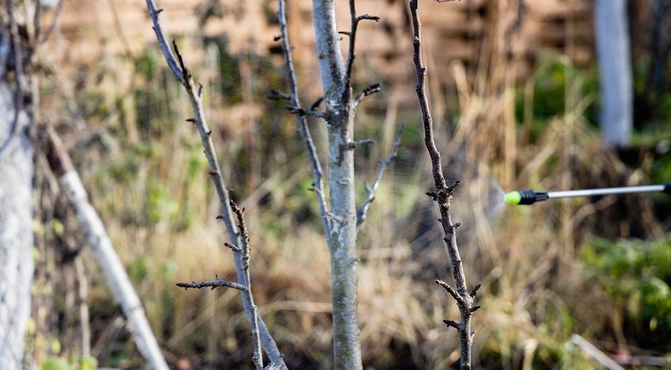 Медный купорос для обработки плодовых деревьев: советы по применению весной и осенью