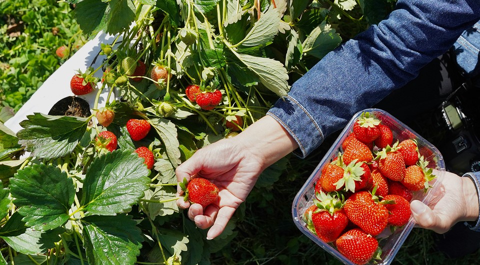 Что посадить после клубники: 7 хороших и 3 плохих последователя по правилам севооборота