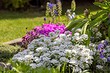 8 красивых цветов для сада, которые пора посадить уже сейчас