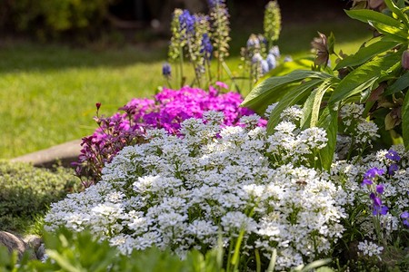 8 красивых цветов для сада, которые пора посадить уже сейчас