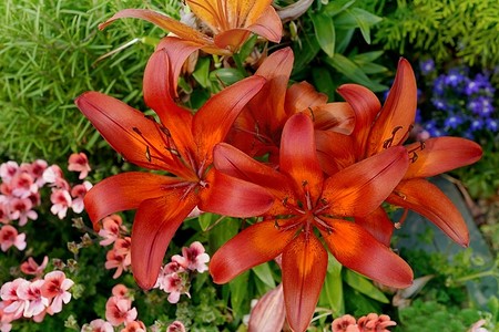 Как посадить лилии: советы по высадке в цветник и горшок, правила ухода