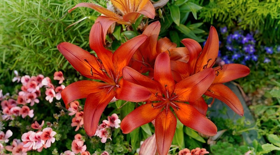 Как посадить лилии: советы по высадке в цветник и горшок, правила ухода