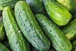 Лучшие сорта огурцов для открытого грунта: 12 названий