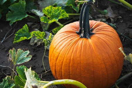 Когда сажать тыкву в 2025 году в разных регионах: подходящие сроки и лунный календарь