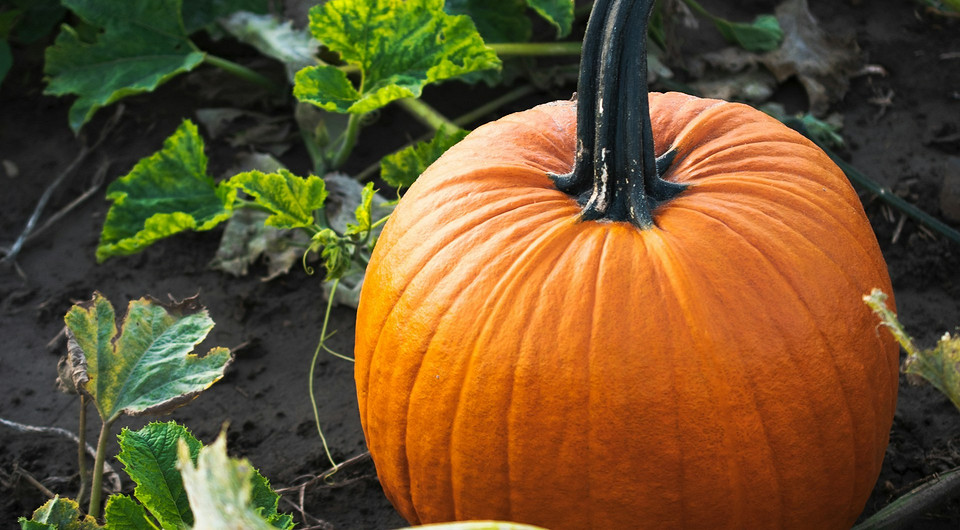 Когда сажать тыкву в 2025 году в разных регионах: подходящие сроки и лунный календарь