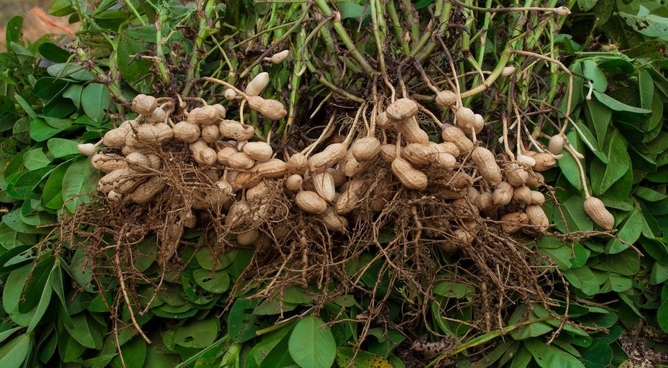 Как вырастить арахис на даче: инструкция для тех, кому надоели обычные грядки