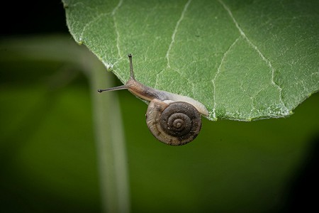Как бороться со слизнями и улитками на огороде: 7 методов
