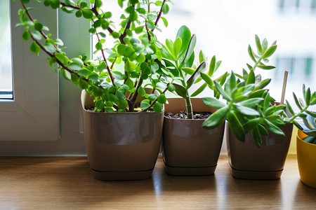 Как избавиться от мошек в цветах комнатных растений: 6 народных средств и нужная химия