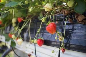 Вертикальные грядки для клубники своими руками: инструкции и схемы