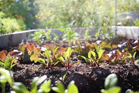 Не сажайте их рядом! 7 худших сочетаний огородных культур