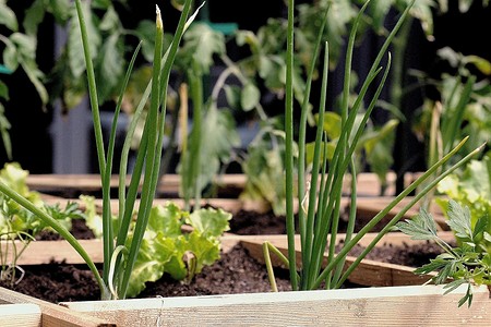 Лунный календарь на июнь 2025 года: что можно и нельзя делать в огороде и в саду, шпаргалка на каждый день