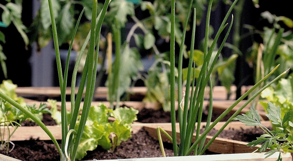 Лунный календарь на июнь 2025 года: что можно и нельзя делать в огороде и в саду, шпаргалка на каждый день