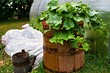 Благоприятные дни для посадки огурцов в мае 2025 года: даты по лунному календарю и полезные советы