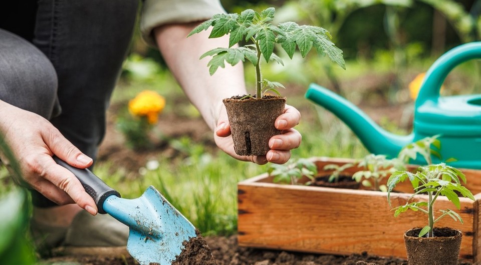 Благоприятные дни для посадки помидоров в мае 2025: подробный лунный календарь по посадке и уходу