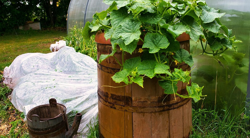 Благоприятные дни для посадки огурцов в мае 2025 года: даты по лунному календарю и полезные советы