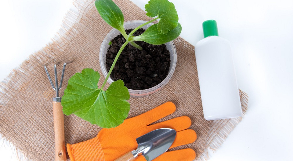 Черная ножка у рассады: причины появления и методы лечения болезни