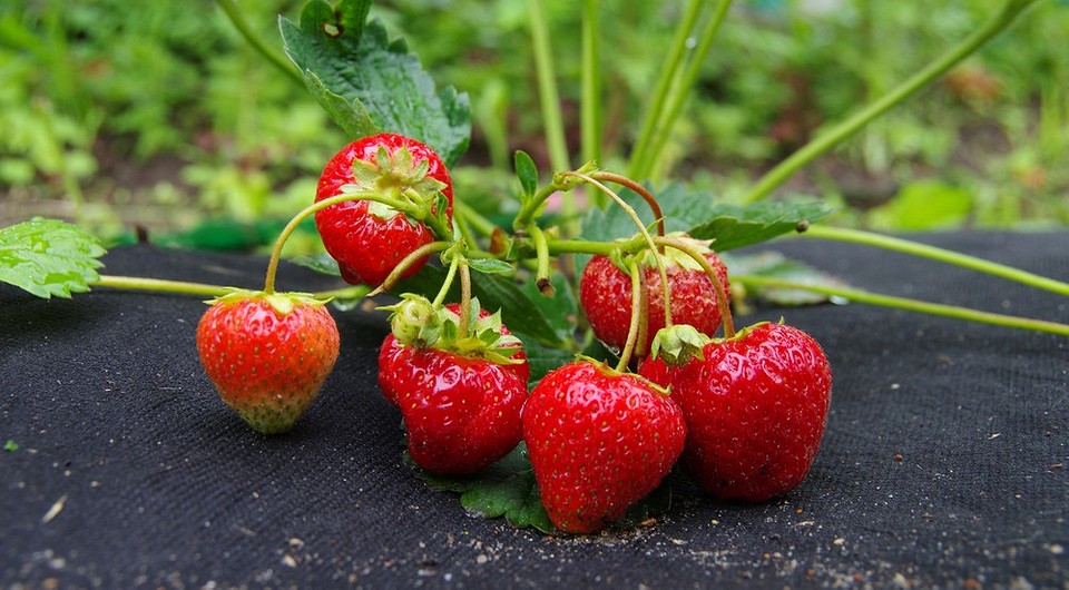 Как посадить клубнику под укрывной материал: советы и секреты хорошего урожая Как посадить клубнику под укрывной материал: советы и секреты хорошего урожая