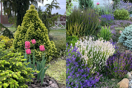 Оформление клумбы с хвойниками: красивые идеи и сочетания с другими растениями (60 фото)