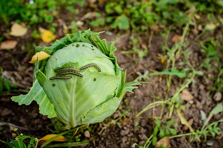 Чем обработать капусту от гусениц: 10 народных и покупных средств