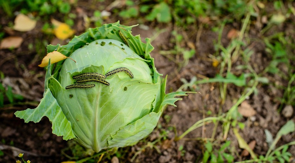 Чем обработать капусту от гусениц: 10 народных и покупных средств
