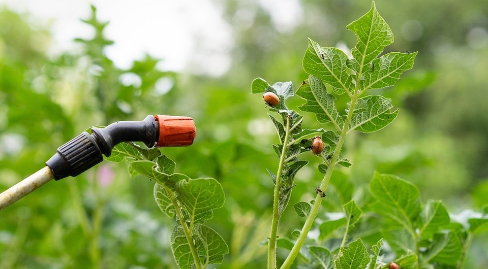 Как бороться с колорадским жуком: 5 самых эффективных способов и список средств