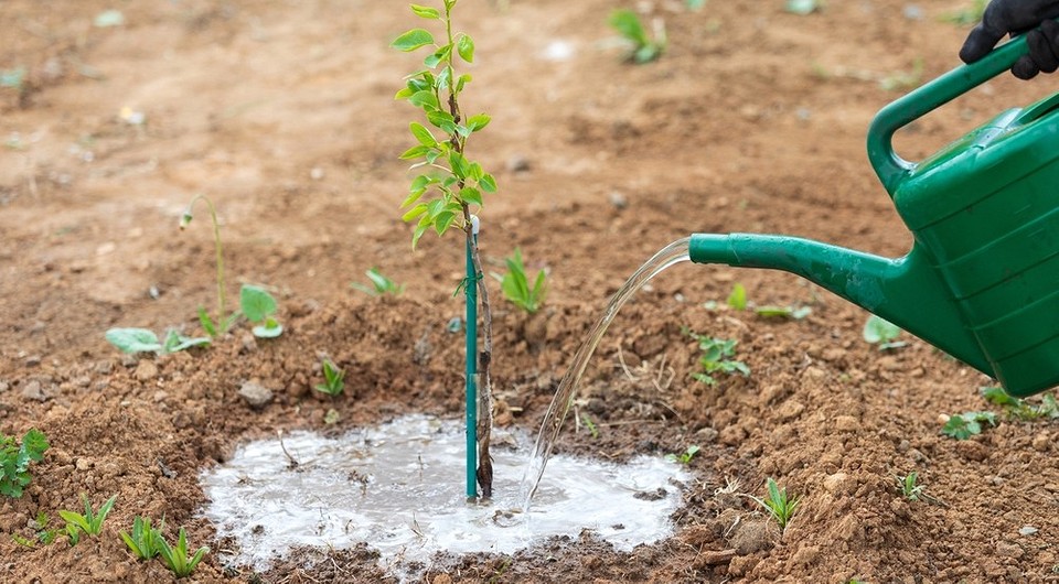 Как правильно сажать грушу: все тонкости от выбора места до ухода, советы по посадке