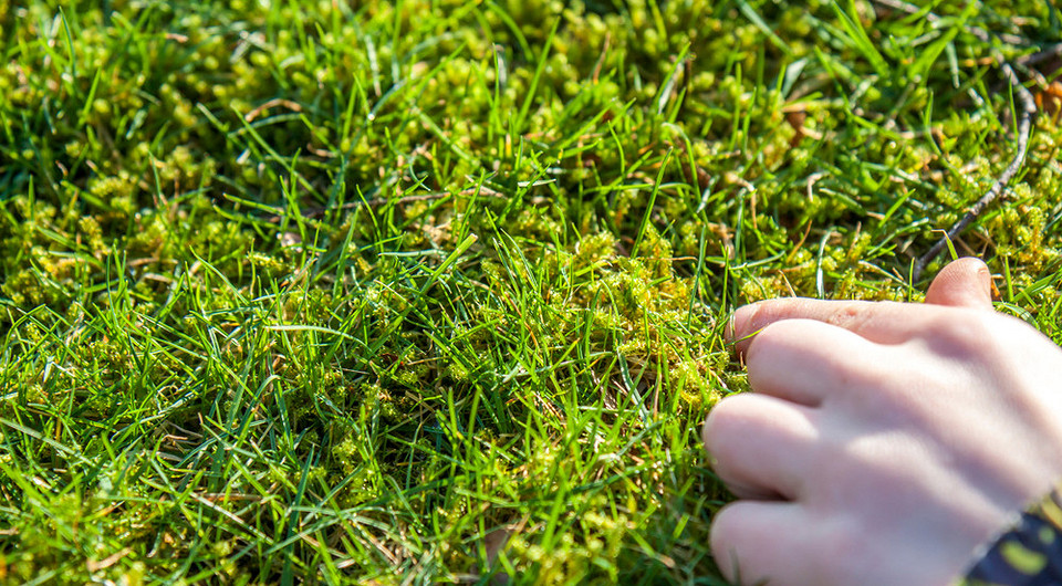 Мох на газоне: причины появления и способы борьбы