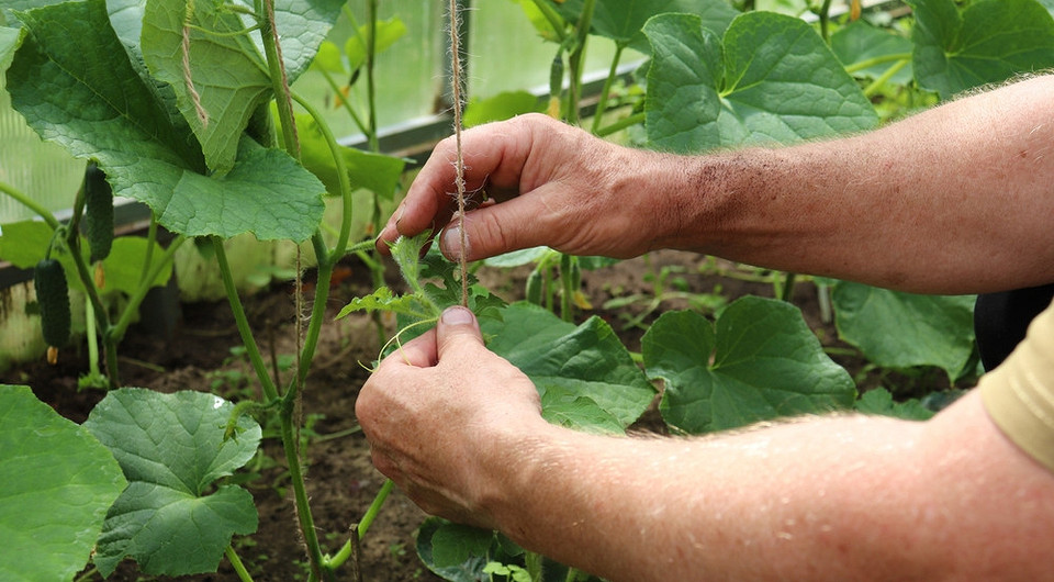 Как подвязать огурцы: 5 способов со схемами