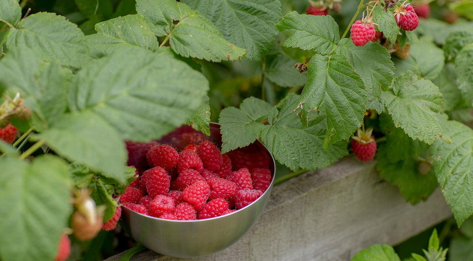Лучшие сорта малины: 12 названий для Подмосковья, Урала, Сибири и южных областей