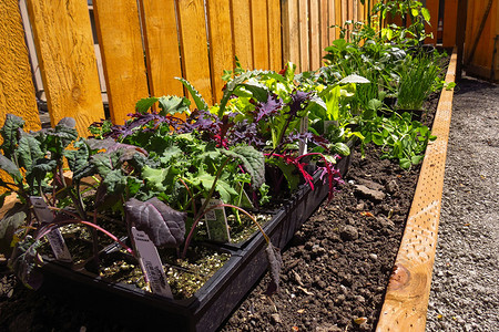 Лунный календарь на июль 2025: список работ для садовода и огородника на каждый день