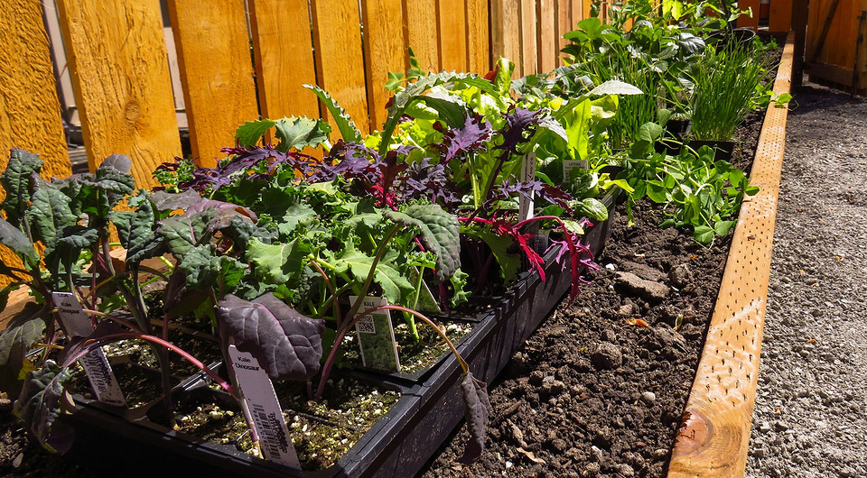 Лунный календарь на июль 2025: список работ для садовода и огородника на каждый день