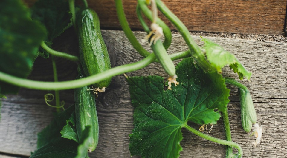 Благоприятные дни для посадки огурцов в июне 2025 года: даты по лунному календарю Благоприятные дни для посадки огурцов в июне 2025 года: даты по лунному календарю