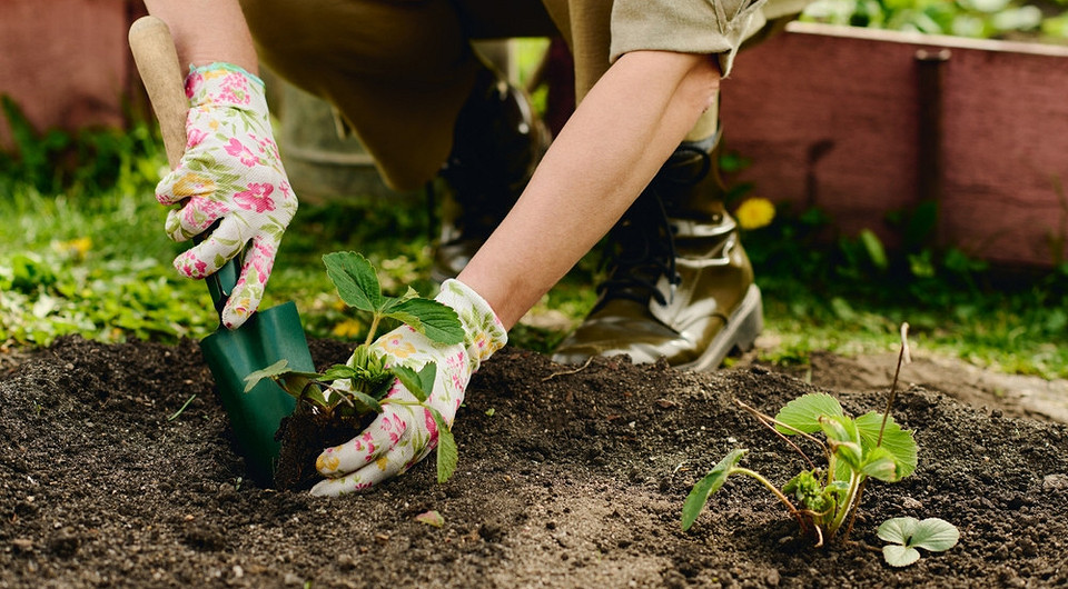 Посадка клубники в июле: можно ли так делать и как правильно посадить
