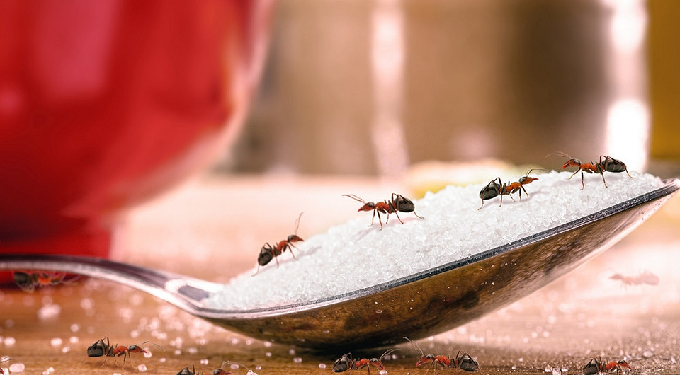 Как избавиться от муравьев в квартире: народные способы и покупные средства