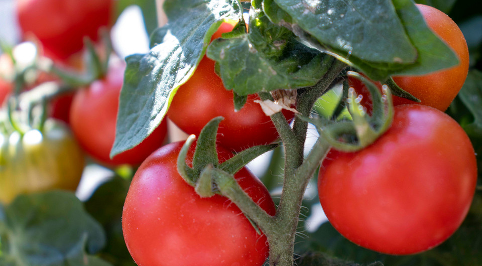 Благоприятные дни для посадки помидоров в июне 2025 года: даты по лунному календарю и советы