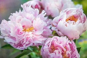 7 самых красивых сортов пионов для вашего сада